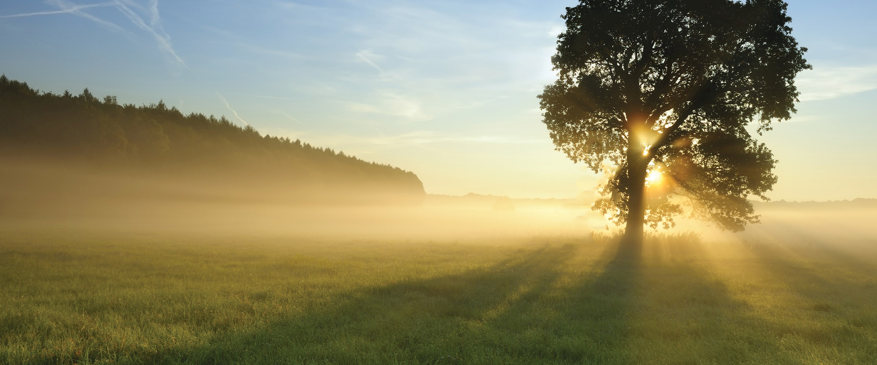 Sunlight coming through a tree in a field