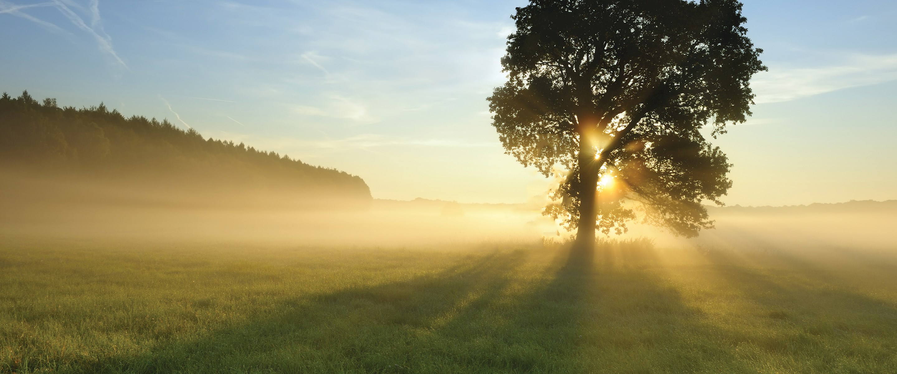 Sunlight coming through a tree in a field