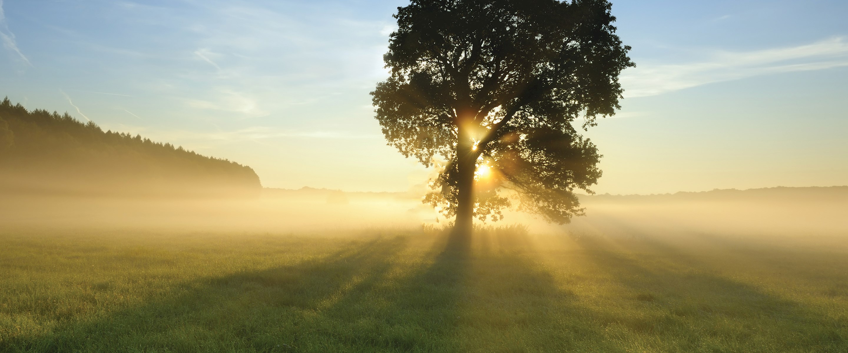 Sunlight coming through a tree in a field