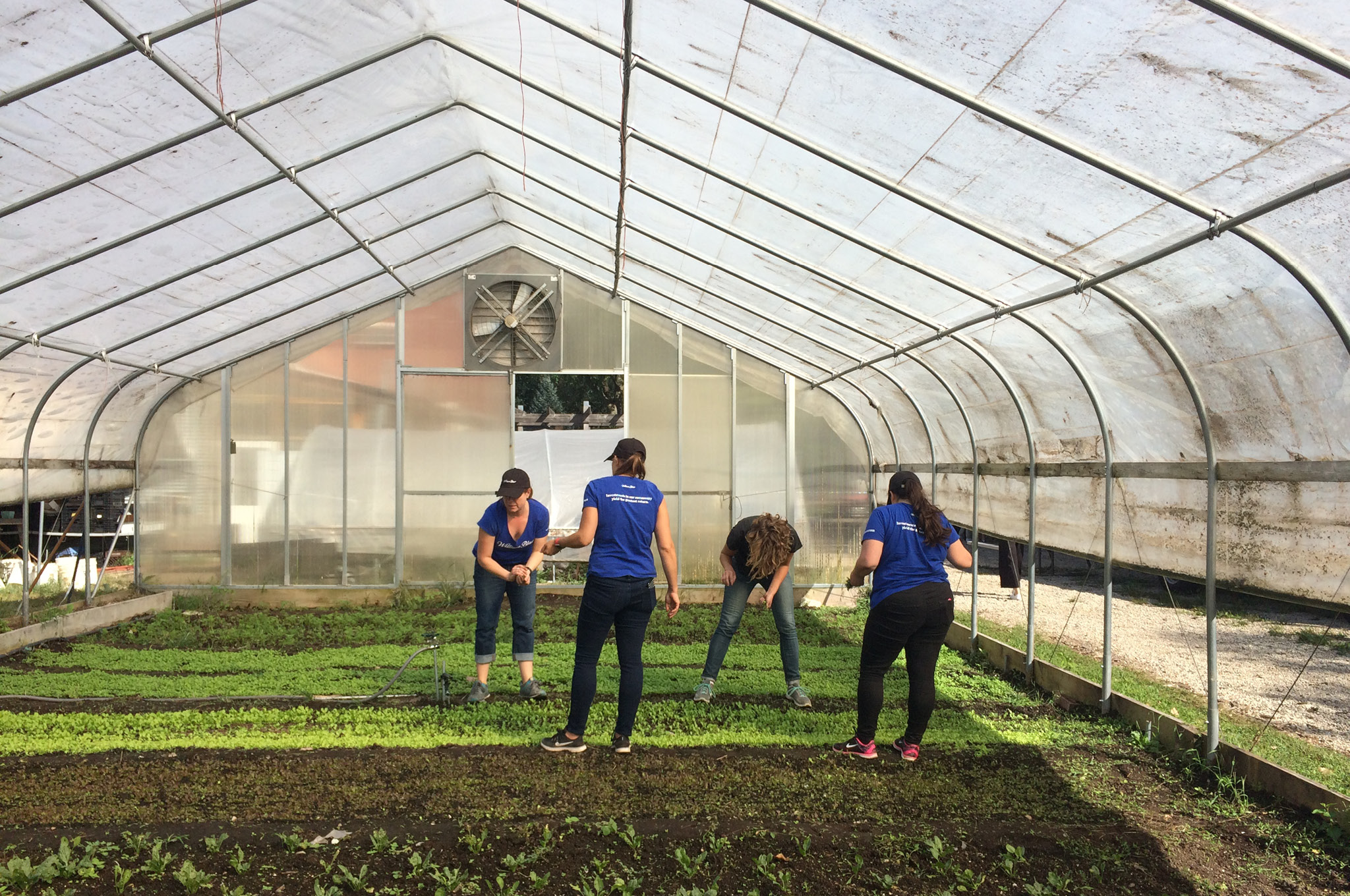 William Blair employees volunteering in a greenhouse